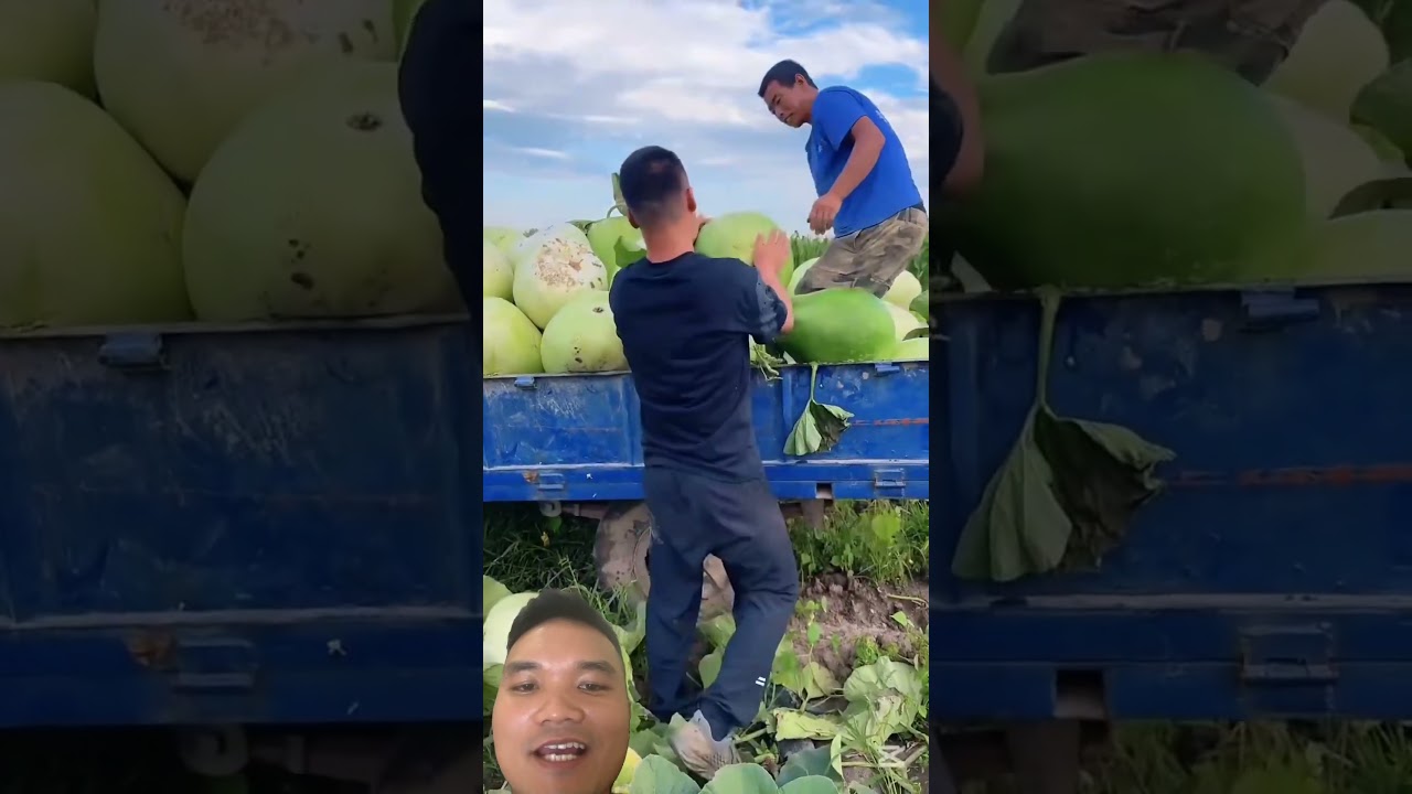 Thu Hoạch Bầu Trắng Khổng Lồ #satisfying