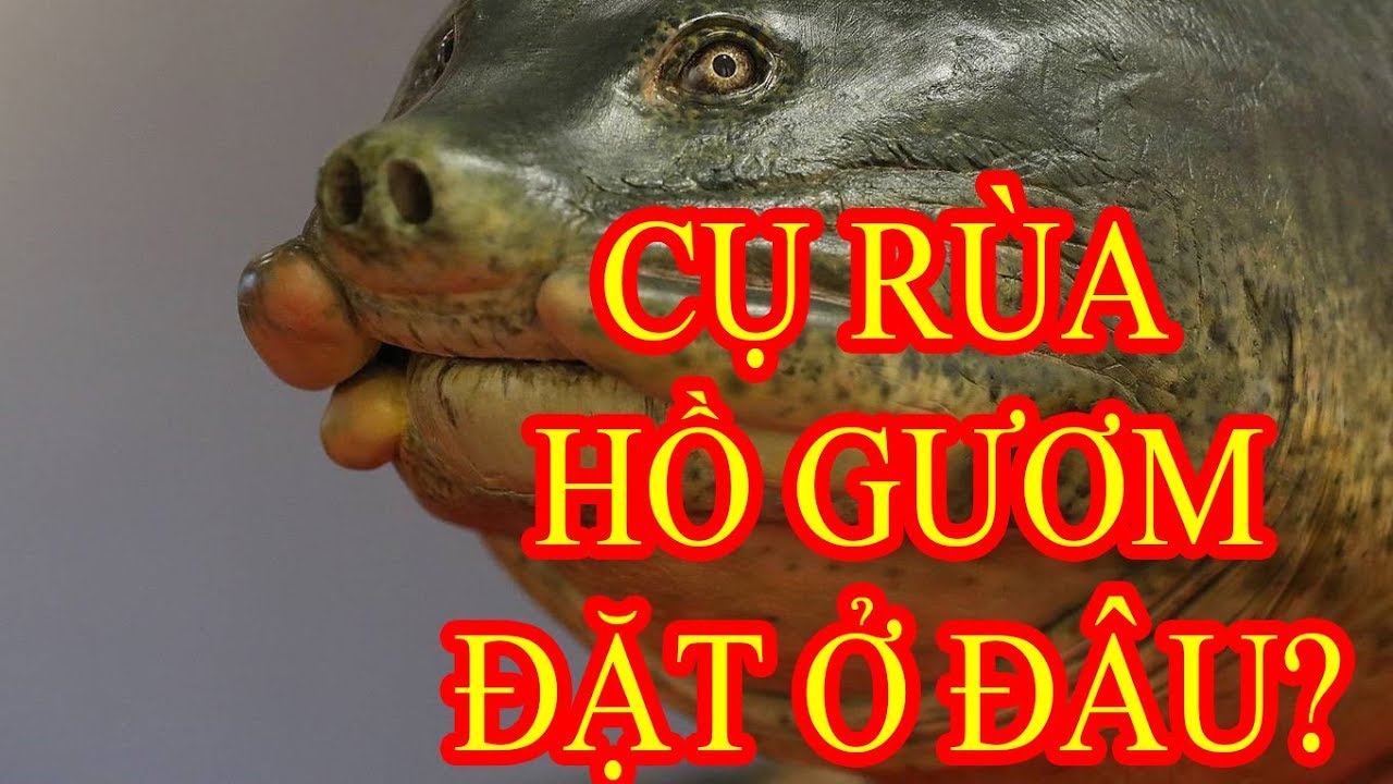Tiêu bản cụ rùa Hồ Gươm cuối trưng bày ở đền Ngọc Sơn - youtube