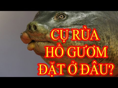 Video Tiêu bản cụ rùa Hồ Gươm cuối trưng bày ở đền Ngọc Sơn - youtube
