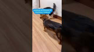 Os Animais De Estimação Podem Nos Ajudar Muito Na Evolução Do Autista.