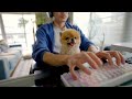 孤独な在宅ワークも、犬がいれば実にはかど・・・らない