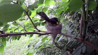 Grey Fantails building a nest