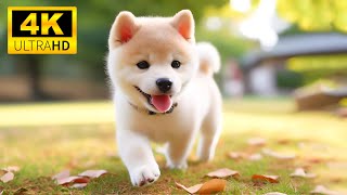 Baby Animals 4K (60FPS) - สำรวจความสามารถอันขี้เล่นของเหล่าสัตว์น้อยด้วยเสียงเพลงที่ผ่อนคลาย