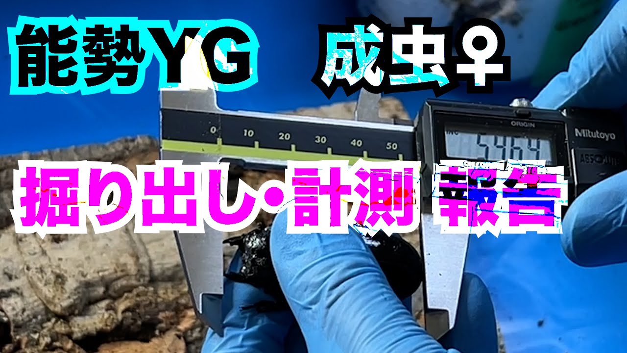 【夢のオオクワガタへの道】2022 能勢YG 成虫♀の掘り出し・計測のご報告 ⑨