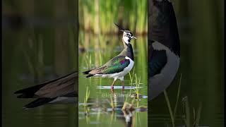 অপূর্ব সুন্দর উত্তুরে টিটি পাখি | The Beautiful Northern Lapwing