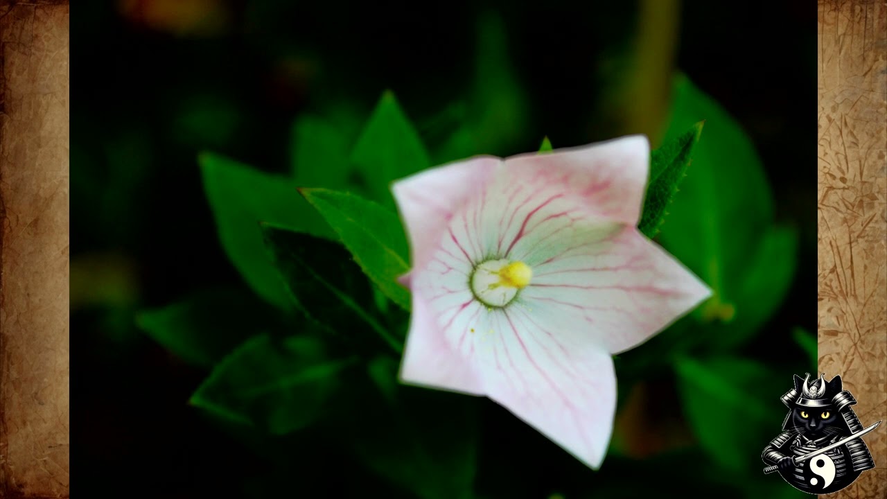 曹源池庭園 - Tenryuji Temple Sogenchi Garden - 2018-08-05