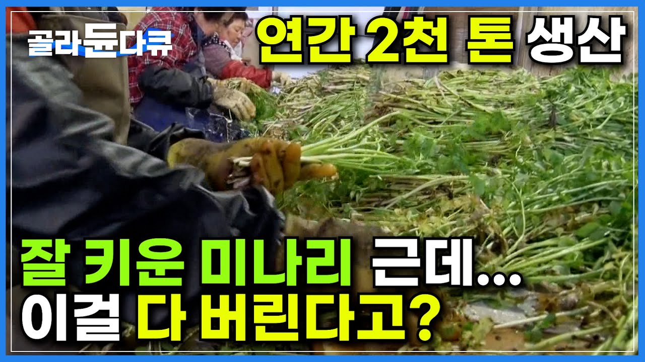 140농가에서 연간 2천 톤의 미나리를 생산하지만 80%는 버려지는 미나리ㅣ베기부터 선별, 세척에 이르기까지 모든 작업 수작업ㅣ땅만 보고 산다는 농사꾼의 하루ㅣ극한직업ㅣ#골라듄다큐