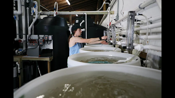 New system a ‘gamechanger’ for oyster hatcheries