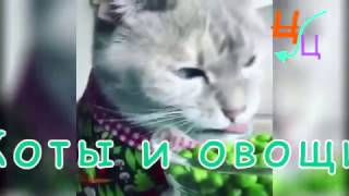 Коты и овощи