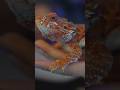 Ripley's Pet Lizard