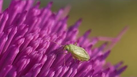 Green Shield Bug Stock Video