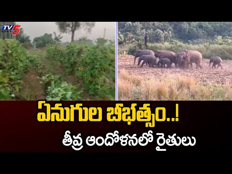 ఏనుగుల బీభత్సం..!  Elephants "HUL CHAL" At Parvatipuram Manyam District | | TV5 News - TV5NEWS