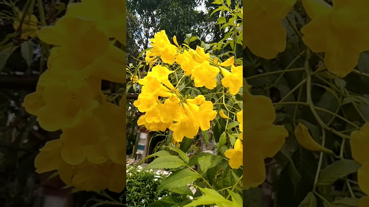 Yellow Elder (Tecoma stans) 