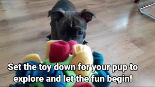 Hol-EE Roller Dog Toy: 10 Ways To Play, DIY Dog Toy, Dog Ball, Hol-EE  Roller Dog Toy: 10 Ways To Play, DIY Dog…