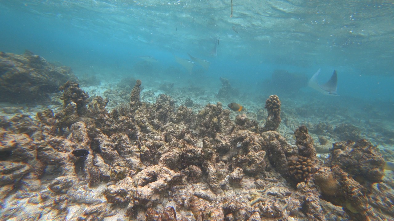 Hurawalhi Mobula kuhlii