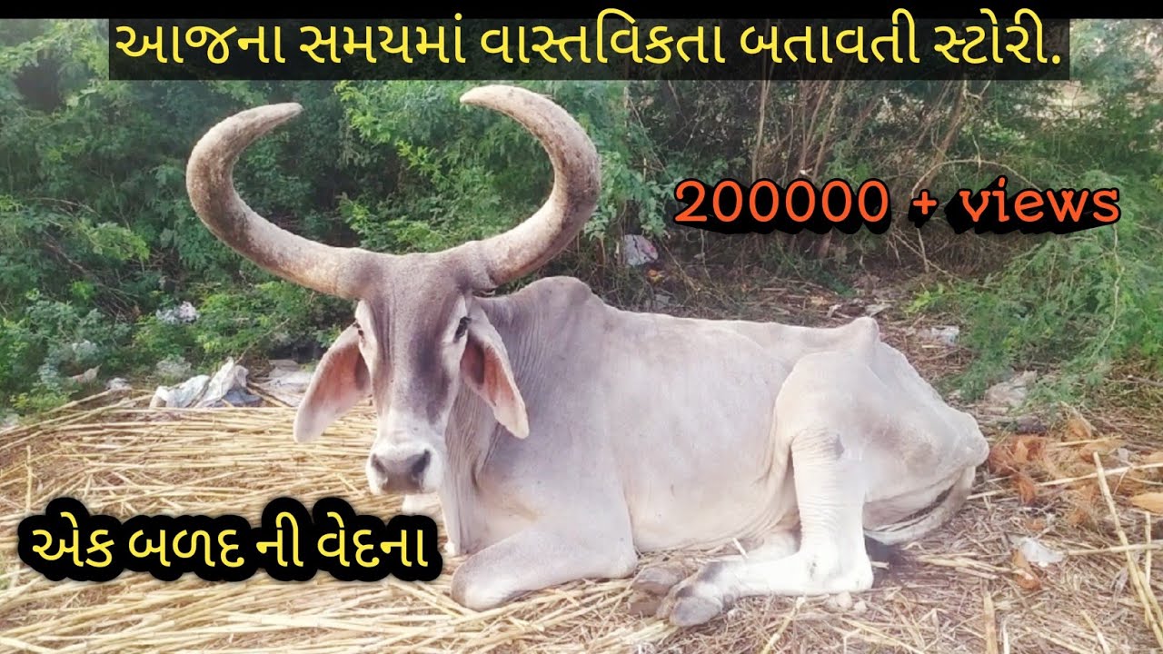 એક બળદ ની વેદના તેમનો જ માલીક તેમને તરછોડે છે|| એક બળદ ની કહાની|| by Jb GUJRATI studio