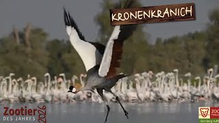 👑🦢 Zootier des Jahres 2026: Der Kronenkranich