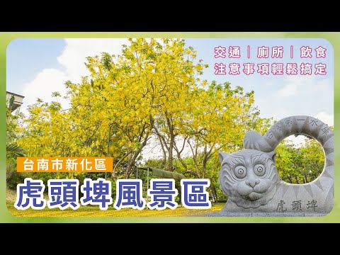 台南虎頭埤-邂逅阿勃勒黃金雨|交通廁所飲食注意事項輕鬆搞定|樂享好時光|躍齡健康趣生活|樂齡銀髮照過來