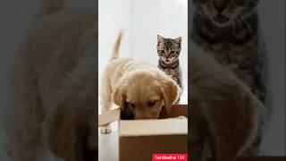 Expectation vs Delivery 😭📦😂 | Funny Puppy Shorts