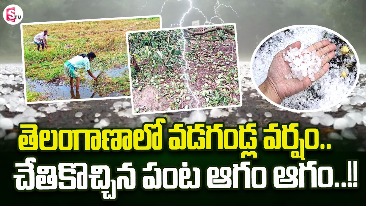 తెలంగాణాలో వడగండ్ల వర్షం..| Huge Loss To Farmers Due To Heavy Rains In ...