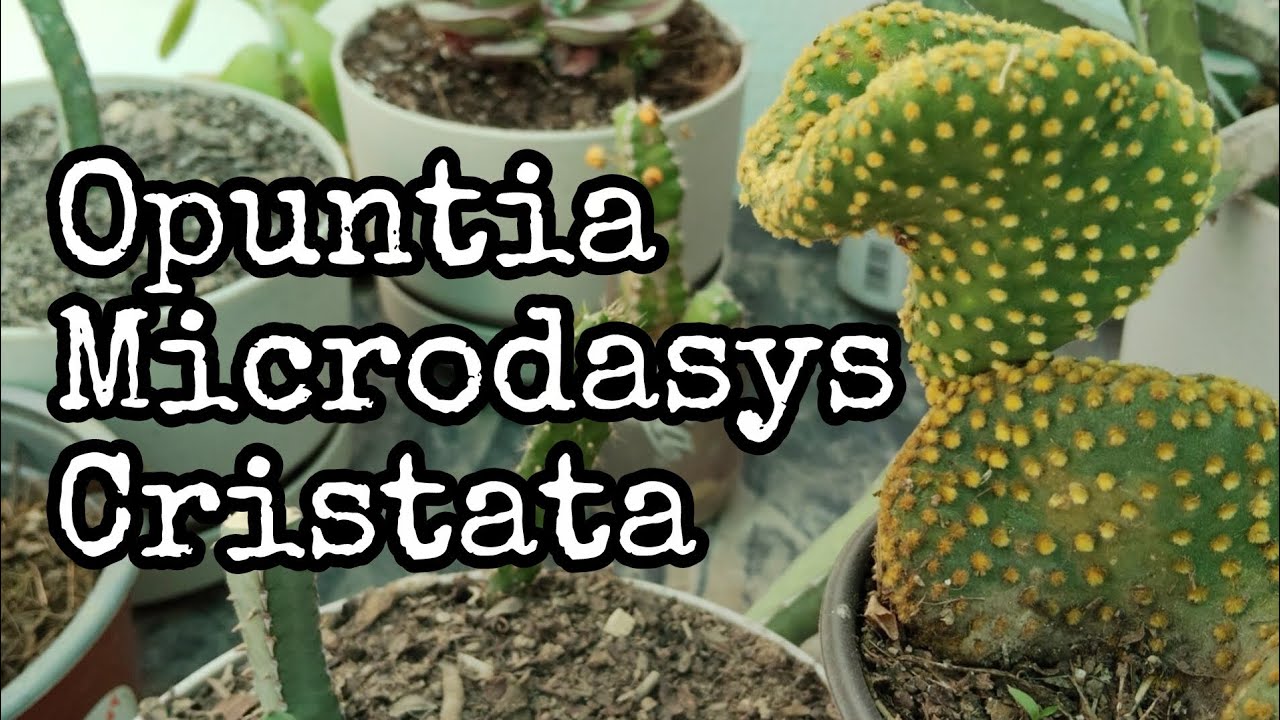 Opuntia Microdasys Cristata - Orejas de Conejo Loco