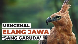Mengenal Elang Jawa, Sang Burung Garuda #temansains