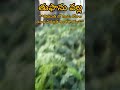 తుఫాను వల్ల విద్యుత్ అంతరాయం #tirupati #tirumala #ttd3 #viral #status #tirumalatirupati #trending