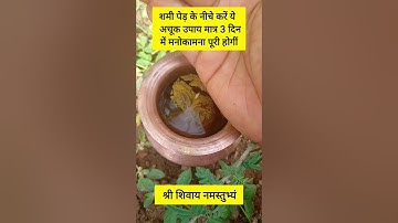शमी पेड़ के नीचे करें ये अचूक उपाय मात्र 3 दिन में मनोकामना पूरी #pradeepmishra  #upay #mahadev