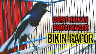 CEPAT NAIKAN EMOSI KACER BIKIN GACOR SEKETIKA !! PANCINGAN KACER GACOR PASTI NYAUT AMPUH.