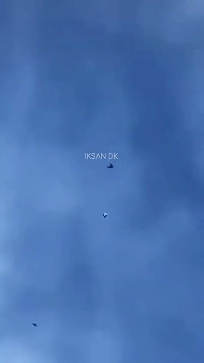 Merpati kolong di serang burung alap - alap