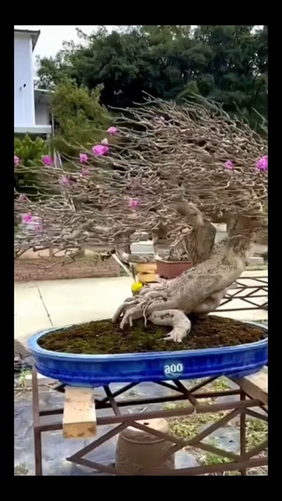 Inspirasi bonsai bougenville tertiup angin #inspirasibonsai