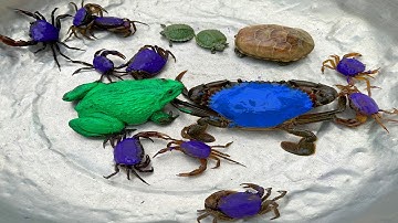 KemỐc và cua Chanel lái xe công nông bắt con cua, cua tím, con rùa, con ếch, cuống chiếu, ốc sên.