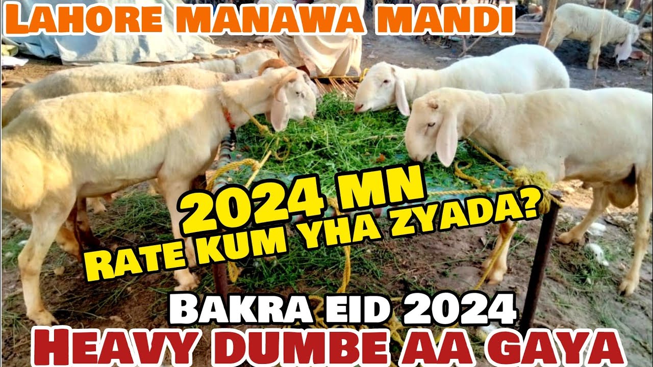 Lahore Manawa Mandi Latest Update Turkey Dumbe Qurbani 2024