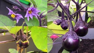 Faire pousser de l&#39;aubergine / Growing eggplant