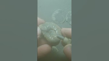 Pyrit Ammonite Sandblasting