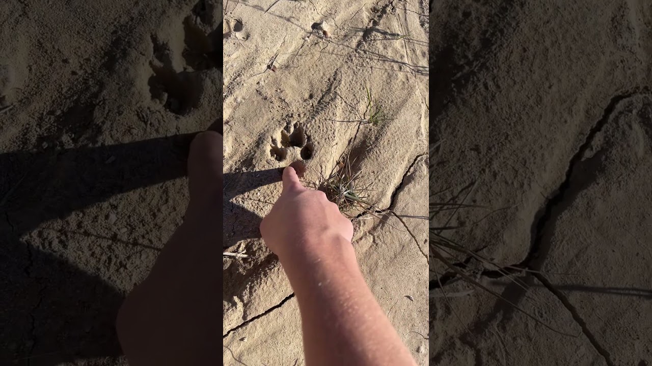 How to identify animal tracks