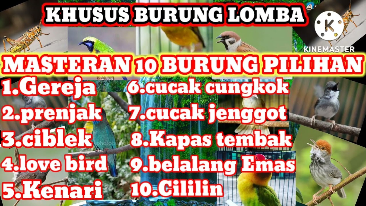 MASTERAN SUARA BURUNG PILIHAN COCOK UNTUK BURUNG LAPANGAN