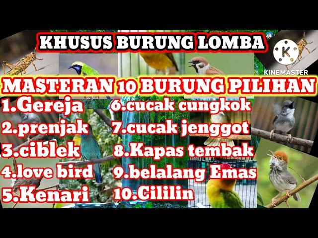 MASTERAN SUARA BURUNG PILIHAN COCOK UNTUK BURUNG LAPANGAN class=