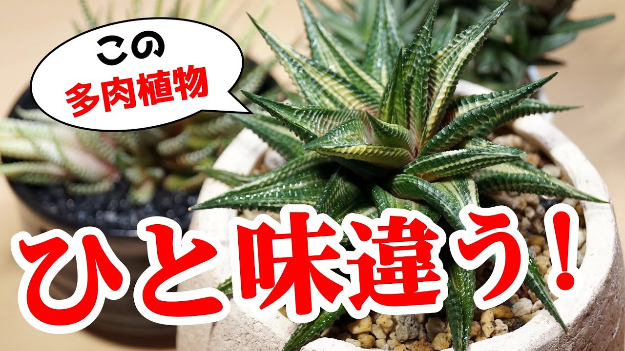 これ、あの観葉植物と同じと思っていませんか？【多肉植物ハオルチア