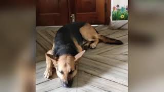 Jaydee the German shepherd with sleepy eyes and watchful ears