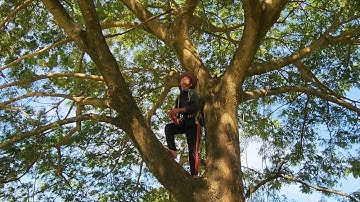 Adventure | Sawing a large Trembesi tree with many honeycombs / Cưa cây Còng lớn nhiều ổ ong | T487