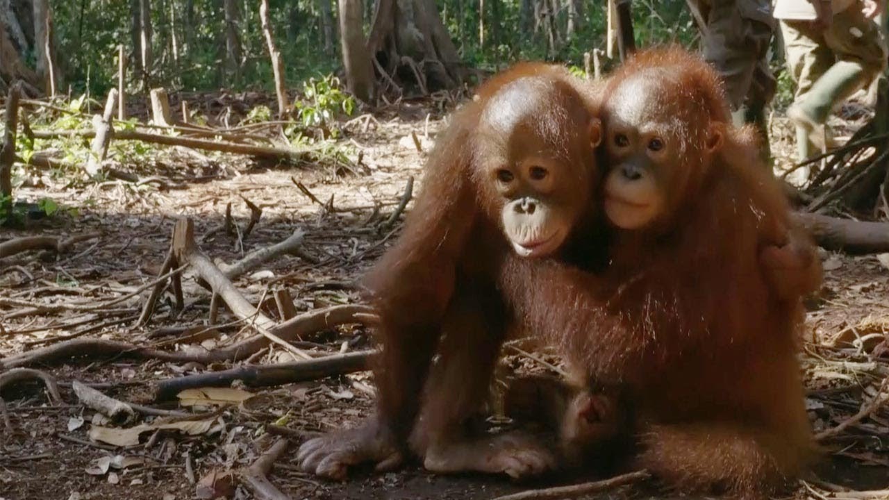 cuddly orangutan