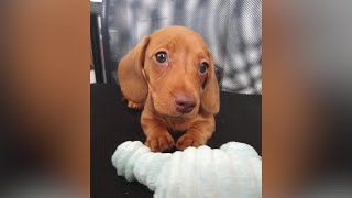 Demand for 'quarantine puppies' caused spike in scams, BBB warns