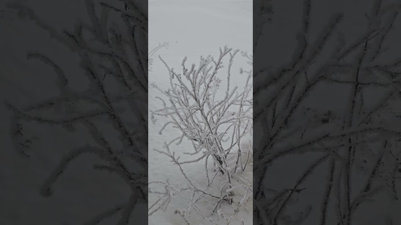 Морозный день 