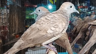 THIS IS THE TYPE OF LOCAL DOVE EVERYONE IS ASKING ABOUT.. WITH THAT KUNG KUNG SOUND