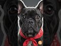 Pibble Song in My Brain — Every. Single. Clip 🧠 Pet and Hop #frenchbulldog #pibblenibble #rdog #fyp