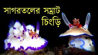 সাগর সম্রাজ্যের সম্রাট চিংড়ি | Amazing Emperor Shrimp with Nudibranch and Sea Cucumber in Bangla