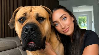 Everyone Said a 200lb Boerboel Would Ruin Her Life—He Became the Reason She Walked Again