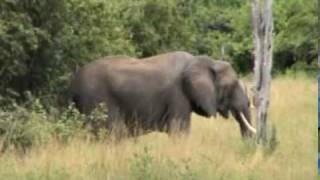 South Luangwa , Zambia