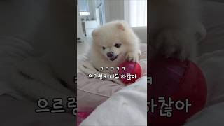 착한 강아지가 화내면? 매우 웃기고 하찮음ㅋㅋㅋ
